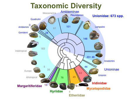 This slide compares various freshwater mussel species-level taxonomic issues for the geographical subregions of the world.