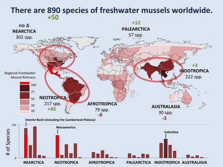 This slide depicts the hotspots of freshwater mussel richness in the known universe.