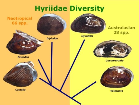 Slide showing the relationships among the two geographical groups of hyriids and a slice of their spectrum of conchological variation.