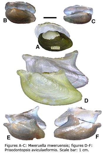 Figures A-C: Mweruella mweruensis; figures D-F: Prisodontopsis aviculaeformis. Scale bar: 1 cm.