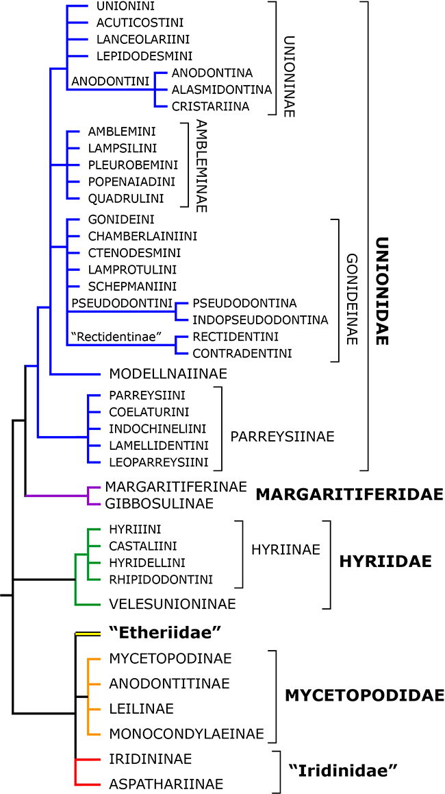Phylogeny of the Unionoida