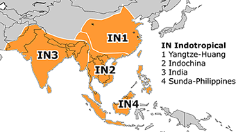 Indotropical Subregions