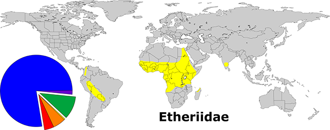 Global Distribution of the Etheriidae. The thin yellow wedge of the pie represents the diversity of the family.