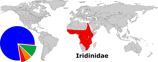 Global Diversity of the Iridinidae. The red wedge of the pie represents the relative species diversity of the family (43 of 842).