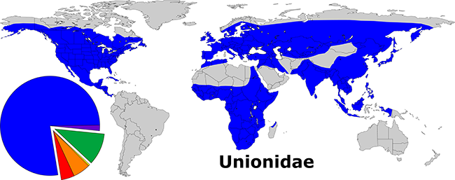 Global Distribution of the Unionidae. The blue majority of the pie depicts the relative species diversity of the family in the order Unionoida (676 of 842).