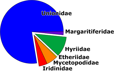 Species Diversity of Freshwater Mussels by Families