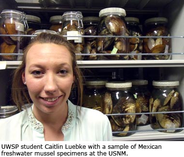UWSP student Caitlin Luebke with a sample of Mexican freshwater mussel specimens at the USNM.