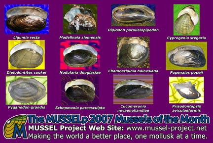 2007 Mussel of the Month Postcard
