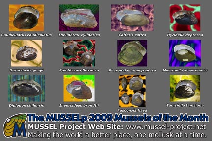 2009 MUSSELp Postcard