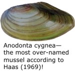 Anodonta cygnea — the most over-named mussel according to Haas (1969)!