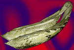 Arconaia lanceolata
