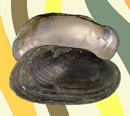 Alathyria pertexta