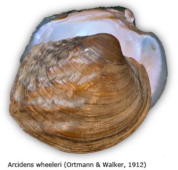 Arcidens wheeleri