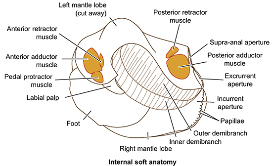 freshwater mussel anatomy