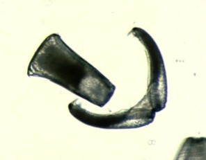 Potamilus ax-head glochidia