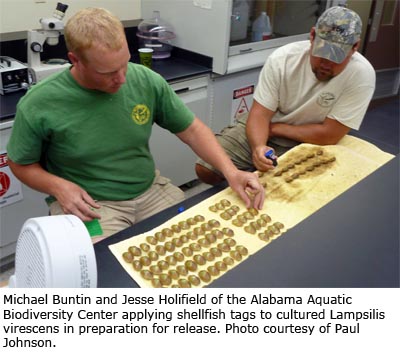 Michael Buntin and Jesse Holifield of the Alabama Aquatic Biodiversity Center applying shellfish tags to cultured Lampsilis virescens in preparation for release. Photo courtesy of Paul Johnson.