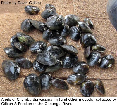 A pile of Chambardia wissmanni (and other mussels) collected by Gillikin & Bouillon in the Oubangui River.