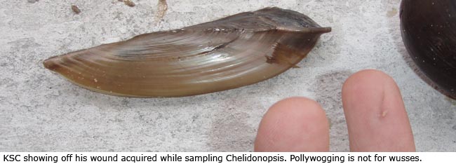 Kevin Cummings showing off his wound acquired while sampling Chelidonopsis. Pollywogging is not for wusses.