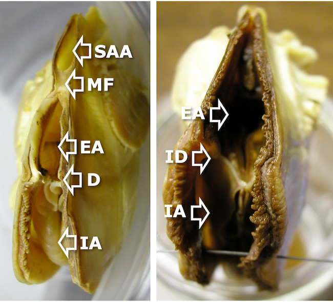 posterior ends