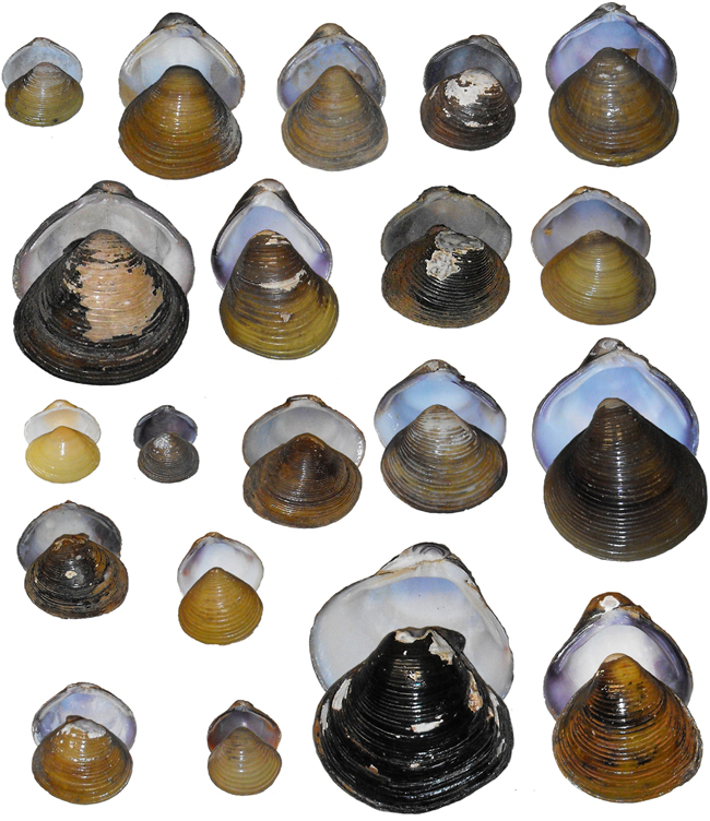 A sample of the conchological diversity of the genus Corbicula.
