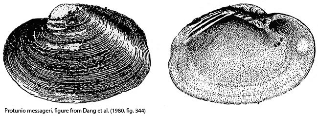 Protunio messageri, figure form Dang et al. (1980, fig. 344).