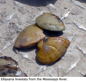 Ellipsaria lineolata from the Mississippi River.