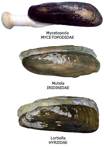 elongate  shells