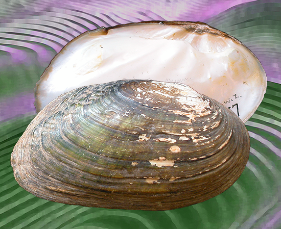 Lasmigona costata
