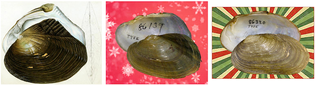 Mussels of the Month for Lasmigona, Platynaias, and Alasminota.
