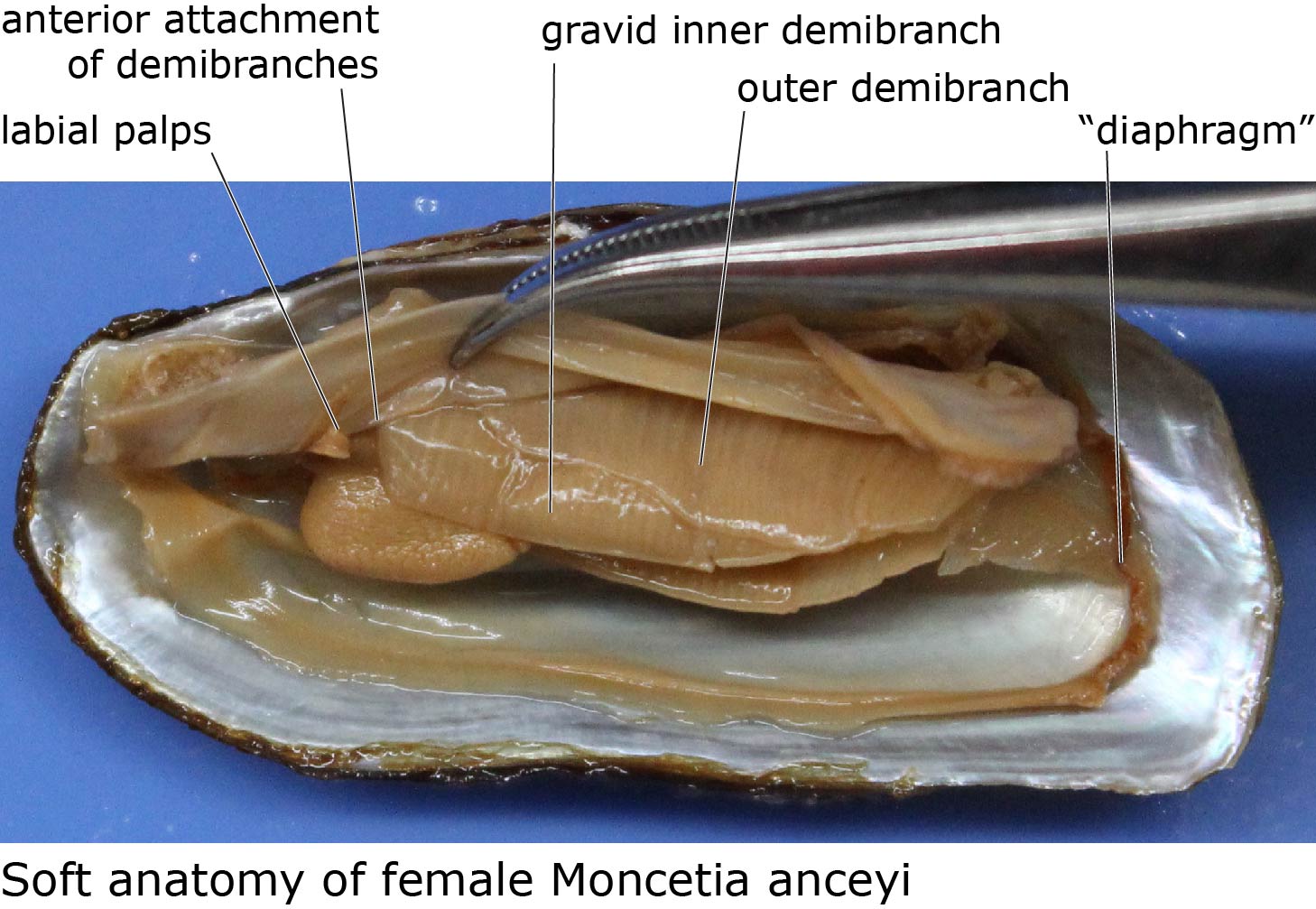 freshwater mussel anatomy