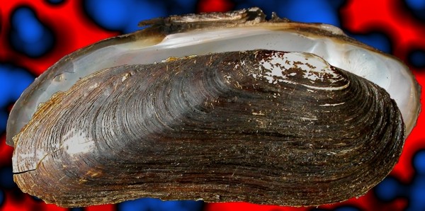 Margaritifera (+ Cumberlandia) monodonta