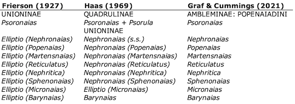 Popenaiadini Classification Table