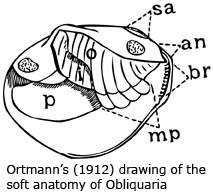 Ortmann's (1912) drawing of the soft anatomy of Obliquaria