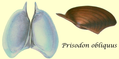 Prisodon obliquus
