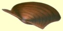 Prisodon obliquus