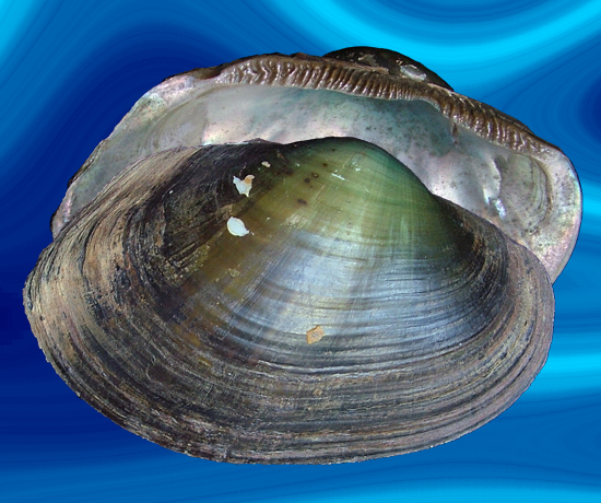 Plieodon ovata