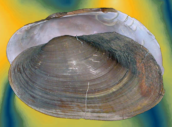 Plieodon ovata