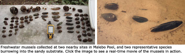 Freshwater mussels collected at two nearby sites in Malebo Pool, and two representative species burrowing into the sandy substrate.