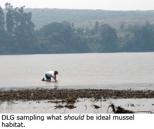 Daniel Graf sampling what should be ideal mussel habitat.