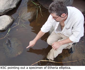 Kevin Cummings pointing out a specimen of Etheria elliptica.