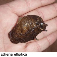 Etheria elliptica