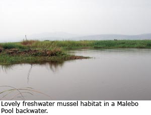 Lovely freshwater mussel habitat in a Malebo Pool backwater.