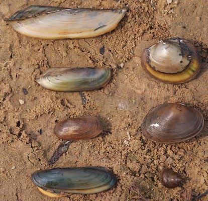 Species found in Malebo Pool: Chelidonopsis hirundo, Mutela legumen, Aspatharia pfeifferiana, M. "rostrata", Coelatura rotula, C. gabonensis and an unidentified snail.