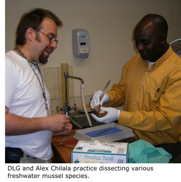 Daniel Graf and Alex Chilala practice dissecting various freshwater mussel species.