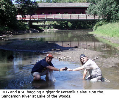 Daniel Graf and Kevin Cummings bagging a gigantic Potamilus on the Sangamon River at Lake of the Woods.