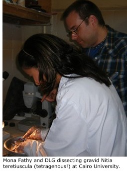 Mona Fathy and DLG dissecting gravid Nitia teretiuscula (tetragenous!) at Cairo University.
