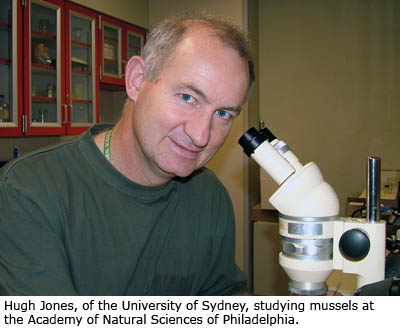 Hugh Jones, of the University of Syndey, studying mussels at the Academy of Natural Sciences of Philadelphia.