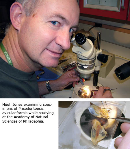 Hugh Jones examining specimens of Prisodontopsis aviculaeformis while studying at the Academy of Natural Sciences of Philadephia.