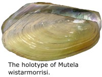 The holotype of Mutela wistarmorrisi.