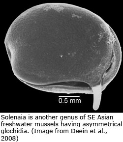 Solenaia is another genus of SE Asian freshwater mussels having asymmetrical glochidia (Image from Deein et al., 2008)